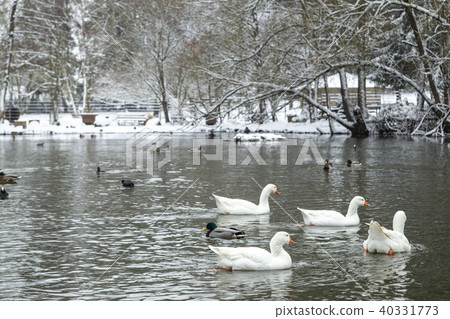 wild ducks on a snowy pond wild ducks on a snowy pond 40331773