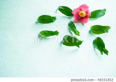 Camellia, brocade, camellia 40331852