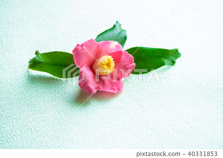Camellia, brocade, camellia 40331853