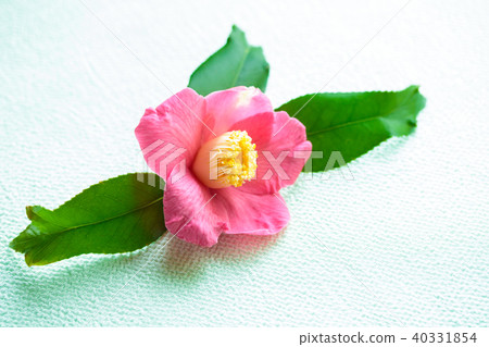 Camellia, brocade, camellia 40331854