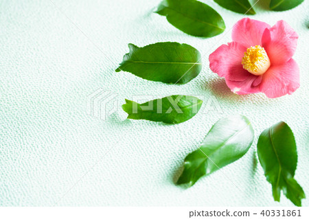 茶花,錦緞,山茶花 茶花,錦緞,山茶花 40331861