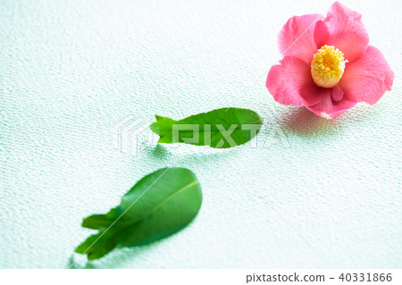 茶花，錦緞，山茶花 40331866