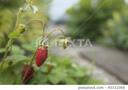 野草莓2 40332066