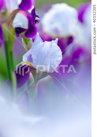 German iris 40332305