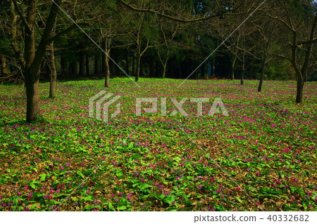 Katakuri group dough Katakuri group dough 40332682