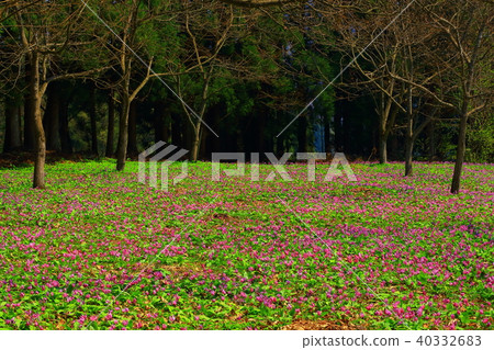 Katakuri group dough Katakuri group dough 40332683