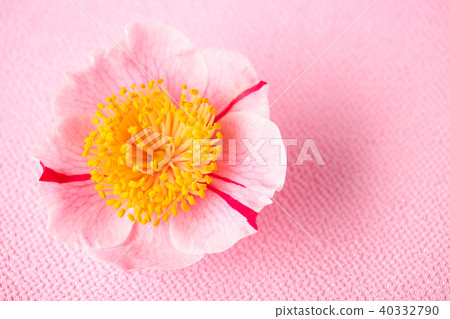 Camellia and Higo salmon Camellia and Higo salmon 40332790