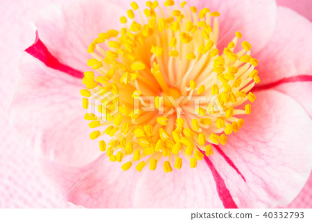 Camellia and Higo salmon Camellia and Higo salmon 40332793