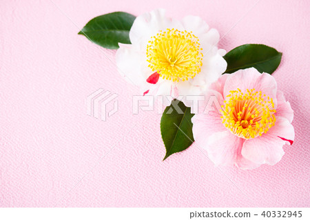 Camellia and Higo salmon 40332945