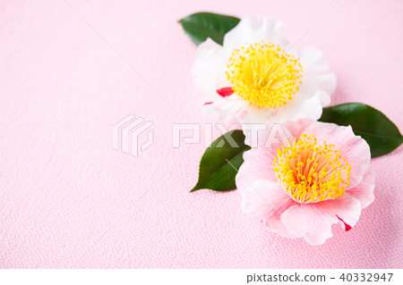 山茶花和Higo鮭魚 山茶花和Higo鮭魚 40332947