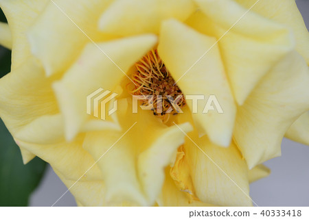 玫瑰 40333418