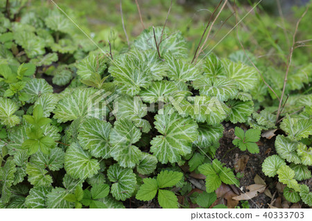 虎耳草 虎耳草 40333703