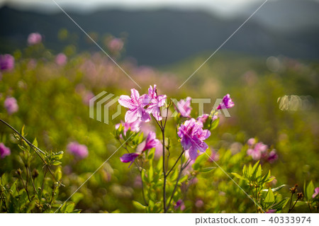 杜鵑花,Hwangmae山,Hapcheon,慶南 杜鵑花,Hwangmae山,Hapcheon,慶南 40333974
