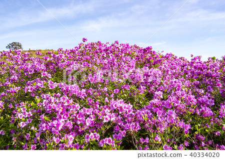 杜鵑花,Hwangmae山,Hapcheon,慶南 杜鵑花,Hwangmae山,Hapcheon,慶南 40334020