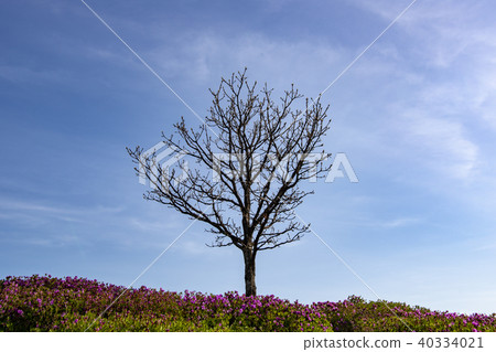 Azalea, Hwangmae Mountain, Hapcheon, Gyeongnam Azalea, Hwangmae Mountain, Hapcheon, Gyeongnam 40334021