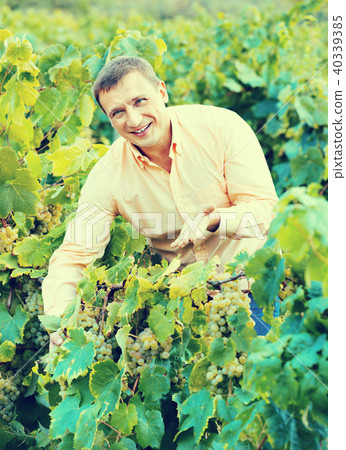 Vintner checking wine grape and leaves in summer day 40339385