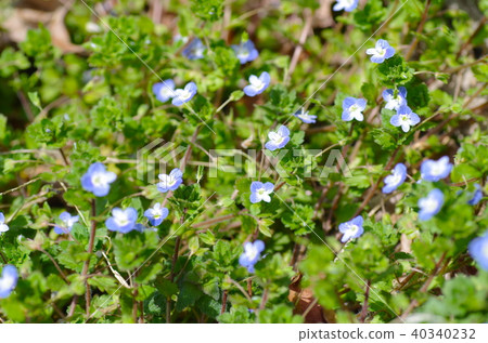 Persian speedwell 40340232