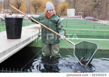 Woman standing in fish tank catching fish on farm 40340924