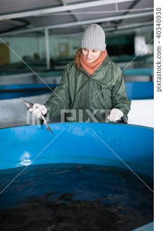 Female inspecting young sturgeon on fish farm Female inspecting young sturgeon on fish farm 40340938