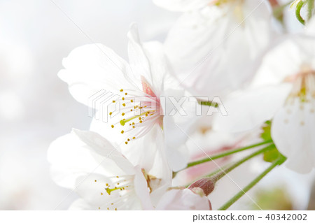 櫻相美吉野 40342002