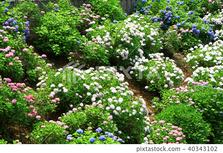 Hydrangea 40343102