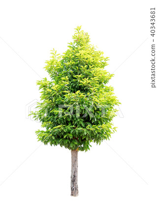 Closeup Bullet Wood (Mimusops elengi Linn) Tree Closeup Bullet Wood (Mimusops elengi Linn) Tree 40343681