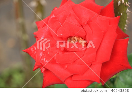 Roses 40343868