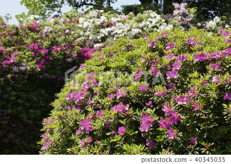 Azalea Friends Garden 40345035