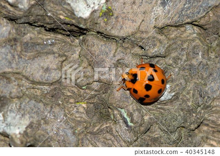 Big Thirteen Star Ladybug Ladybug: Synnycha grandis (Thunberg, 1781) Big Thirteen Star Ladybug Ladybug: Synnycha grandis (Thunberg, 1781) 40345148