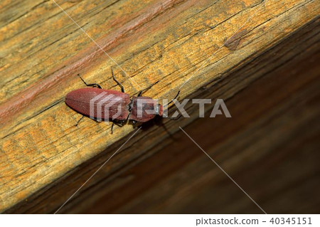 Apolocera (Sabikikorius) argillaceus ssp.shiro 40345151