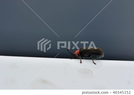 Red-chested Thin-winged Firefly Atysa collaris (Gressitt & Kimoto, 1963) 40345152