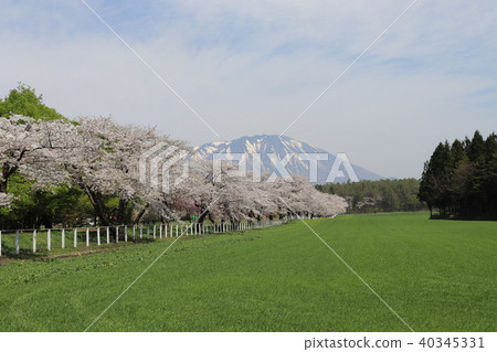 岩手山和一排櫻花 岩手山和一排櫻花 40345331