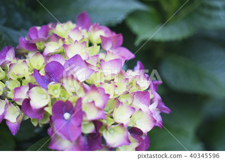 陽明山竹子湖紫陽花季 40345596