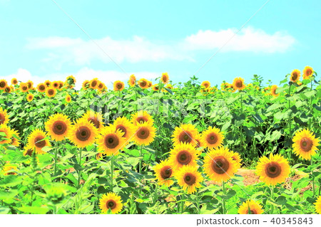 Sunflower group 40345843