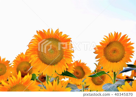 Sunflower flower Sunflower flower 40345870