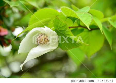 Spring handkerchief tree white flower 40345975