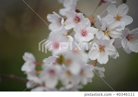 Cherry blossoms in full bloom in Tsuruoka Park 40346111