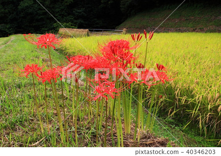 Higanbana blooming in the foot of a field 40346203