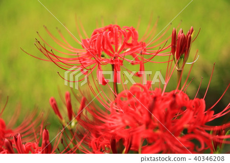 Higanbana blooming in the foot of a field Higanbana blooming in the foot of a field 40346208