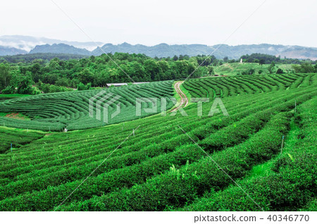 Tea plantation on mountain. 40346770