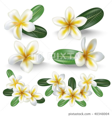 Realistic Detailed 3d Frangipani Flowers Set. Vector 40348004