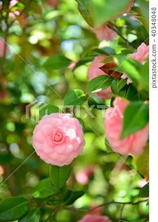 Spring visit Otome Tsubaki Spring visit Otome Tsubaki 40348048