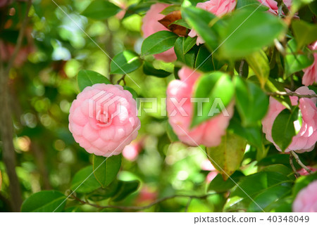 春天訪問Otome Tsubaki 春天訪問Otome Tsubaki 40348049