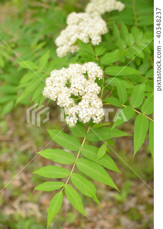 開花在春天的花揪花 40348237