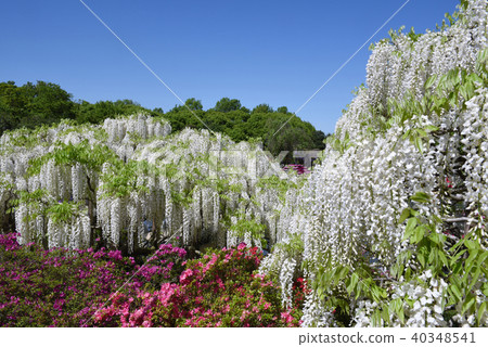 Ashikaga Flower Park 40348541