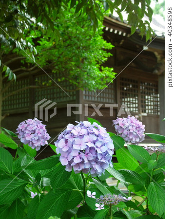 Hydrangea blooms scenery Hydrangea blooms scenery 40348598