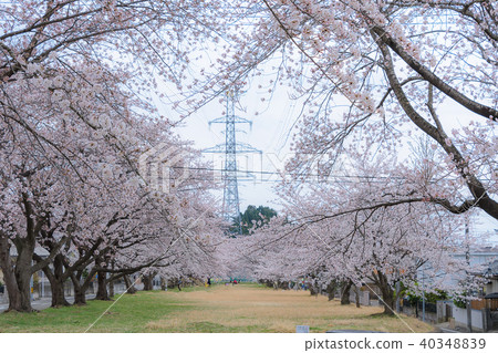 Miyako Prefecture Tomiya-shi Higashi Gyoyodai green belt 40348839