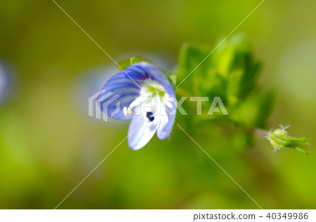 Persian speedwell Persian speedwell 40349986