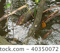 Mudskipper rest on the Mangrove Tree Root 40350072