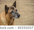 Brown Dog Watching the Stranger 40350207